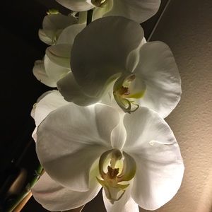 Meet your Posher, Victor